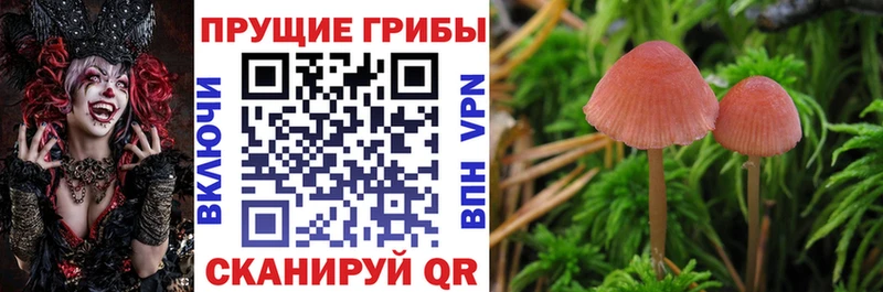 ссылка на мегу ссылка  Сочи  Галлюциногенные грибы Cubensis 
